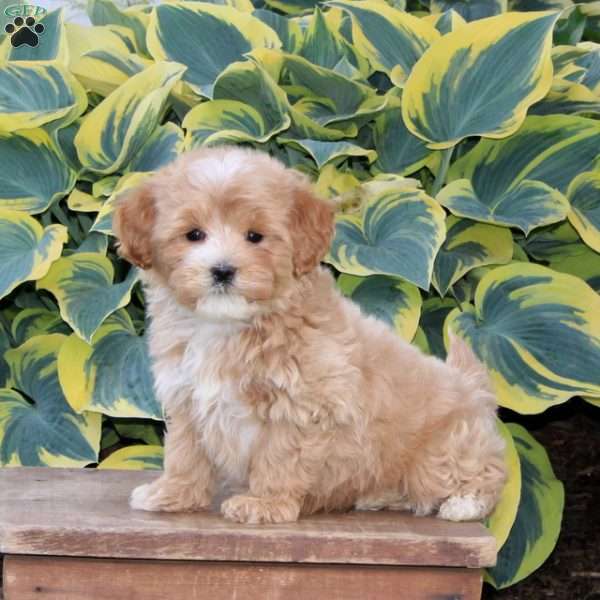 Handsome, Maltipoo Puppy